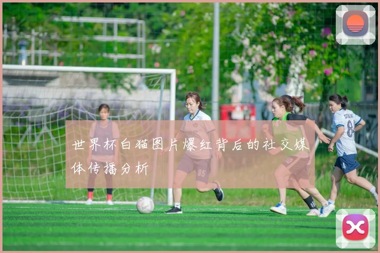 世界杯白猫图片爆红背后的社交媒体传播分析