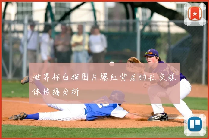世界杯白猫图片爆红背后的社交媒体传播分析
